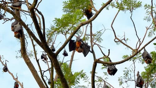 Zorro volador hembra de cabeza gris con cachorro colgando boca abajo de la rama de un árbol durante el día. Foto de ángulo bajo