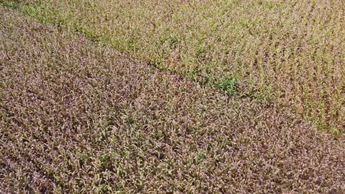 Aerial view of ripe corn field on a sunny day. Top view of Agricultural area of corn fields.