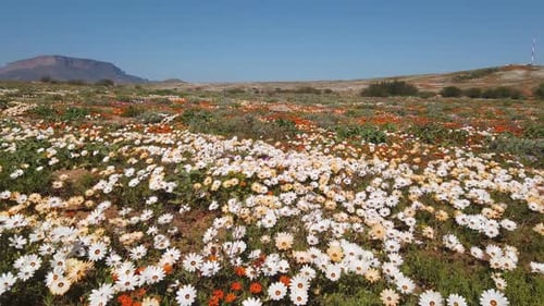 Colorful Wildflowers Of Namaqualand - South Africa