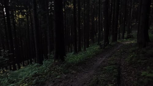 Sunlight Shining Through Dense Dark Forest Trees Creating Calm Natural Atmosphere in the Wilderness