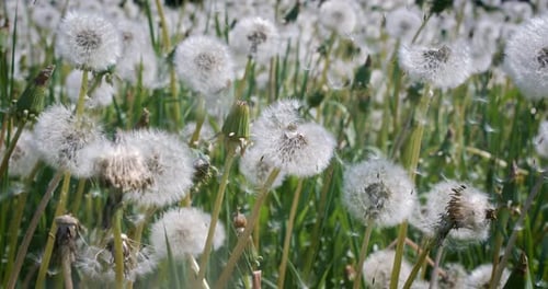 Der
Löwenzahn von Fluffy Seeds fliegt über die Lichtung. Aufgenommen mit einer Superzeitlupenkamera mit 1000 Bildern pro Sekunde.