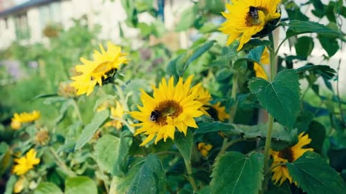 Bees On The Sunflowers In The Garden. - close up