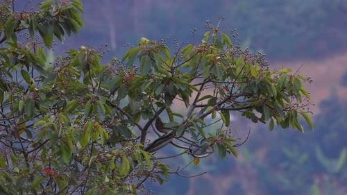 Small Bird Perched on Tree Branch in Daytime