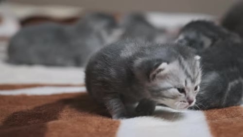 Gray Kitten Resting with Siblings