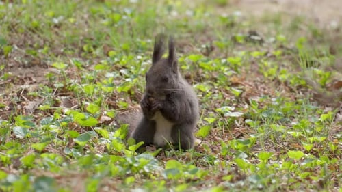 Squirrel eating nut on grassy meadow
