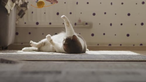 Playful Cat Playing with Toy Mouse Indoors
