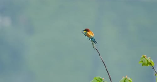 European Bee Eater