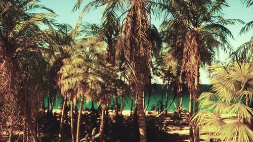 A Group of Palm Trees Next to a Body of Water