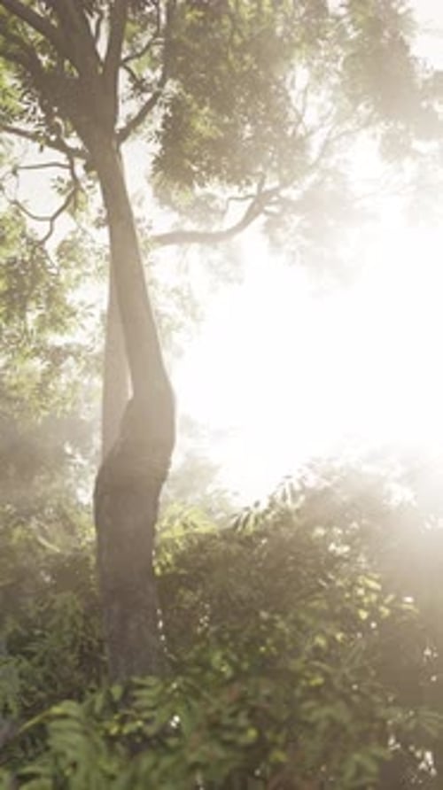 Sun Shining Through Trees in Forest