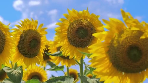 Vibrant Sunflowers Blooming in a Sunny Field