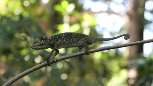 Colorful Chameleon walking along a forest branch