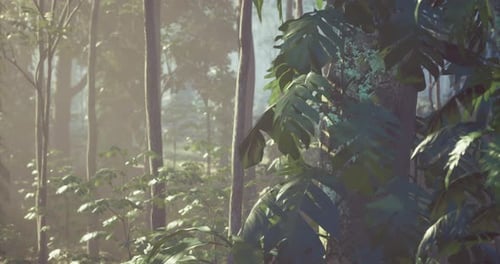 Dense Foliage and Tall Trees Create a Serene Environment in a Tropical Forest