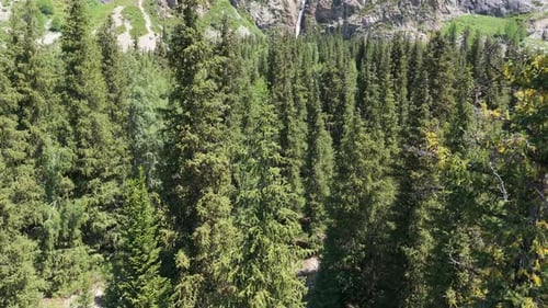 Waterfall Emerging From Lush Green Coniferous Forest in Mountain Valley