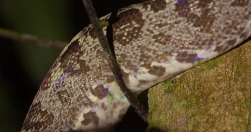 Vue rapprochée de l'Amazonie (boa, serpent) se déplaçant dans l'arbre