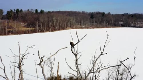 Winter Sentinel Over a Frozen Lake