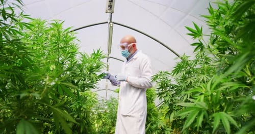 Scientist Inspecting Plants in Greenhouse