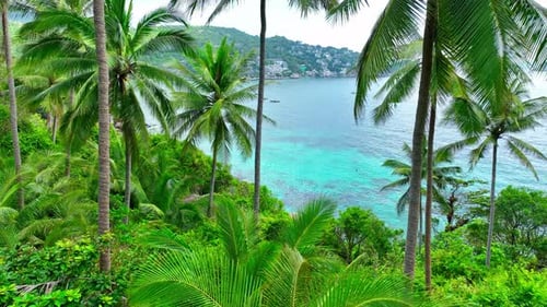 Drone Aerial view flying through many coconut trees in tropical island.