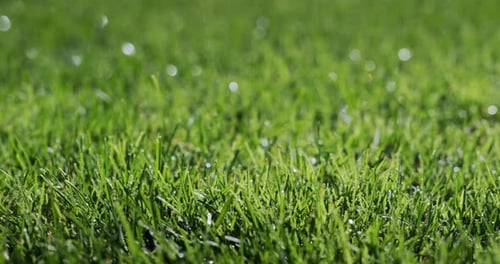Auf dem grünen Gras kondensierte Tautropfen zum Frische- und Reinheitskonzept Slider Shot