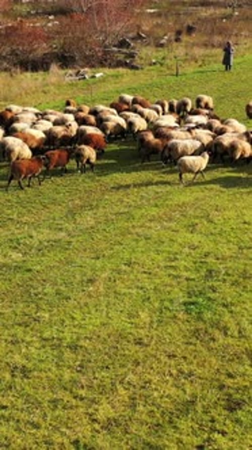 Herd of sheep in a meadow. Group of fluffy sheep grazing on a field.