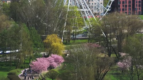 Cherry Blossoms and Ferris Wheel in Riga Victory Park Aerial View