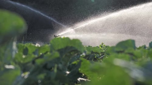 Irrigation Vegetable Plantation Sprinkler Irrigates Vegetable Crops