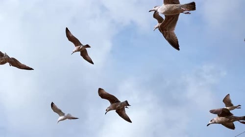 Seagulls Flying in a Beautiful Blue Sky in Slow Motion