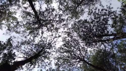 Walking through pine forest looking up to the tree crowns and blue sky