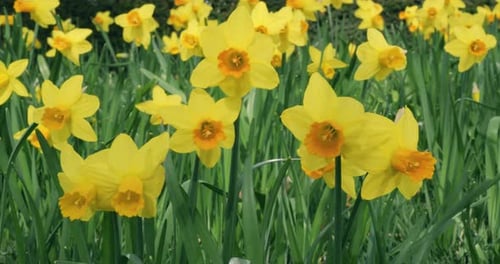 A sunlit field of vibrant daffodils swaying gently in the breeze, showcasing the beauty of spring an