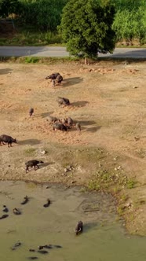 Des vaches se nourrissent d'herbe et se baignent dans le lac Pasak Chonlasit en Thaïlande