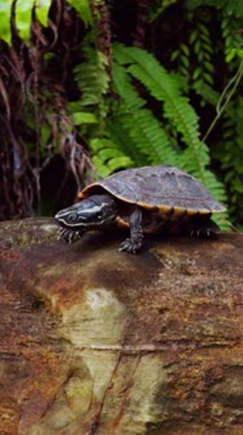 Vidéo verticale. Tortue d'eau douce posée sur un gros rocher au-dessus d'un étang calme avec des fougères suspendues
et