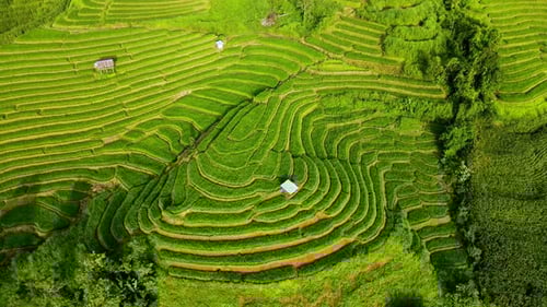 Explorando las exuberantes terrazas de arroz de los vibrantes paisajes de Chiang Mai