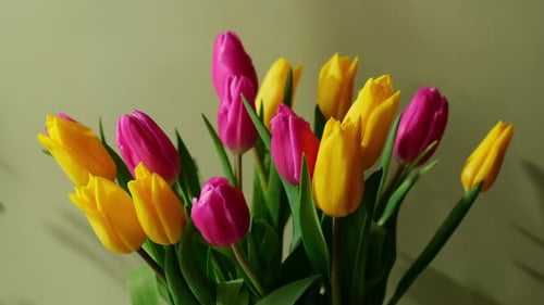 Multicolored Fresh Tulips in Vase in Green Background with Trendy Deep Shadows Spring Flowers in