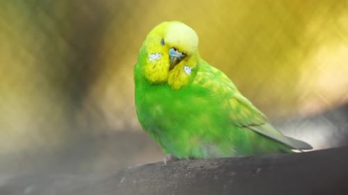 Loro periquito amarillo y verde sentado en una rama