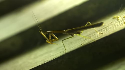Praying mantis licks arms preparing to feed and attack