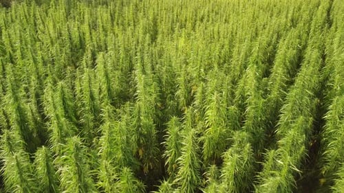 Flying Over a Large Cannabis Field on a Summer Day