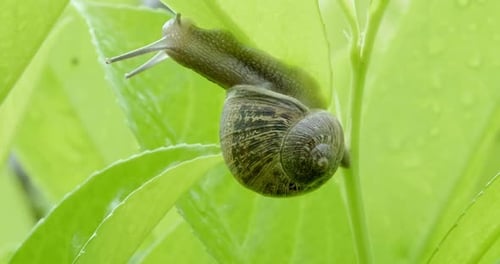 shot of garden snail climbing and eating green leaf and lookging at camera