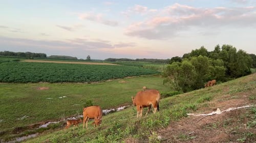 beautiful view of a group of brown cows grazing on a sloping pasture with short green grass on a sun