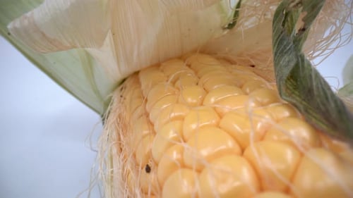 Corn on the cob close up isolated 4K