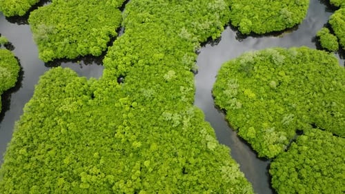 Mangrove Forest Separated By Winding River Channels Siargao Philippines