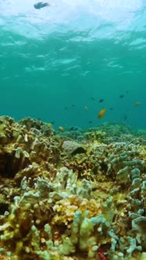 Colorful Coral Reef with Tropical Fish Swimming