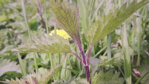 close up shoot of wild plants, weeds and grasses