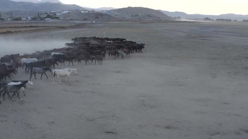 Wild Herd of Horses Running in Rural Landscape