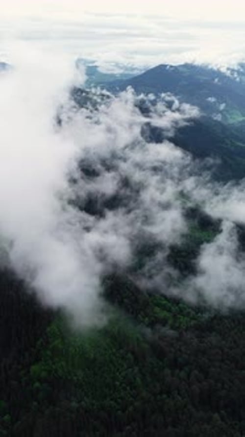 Vertical Screen Aerial Drone Footage Over Dense European Forest in Foggy Weather