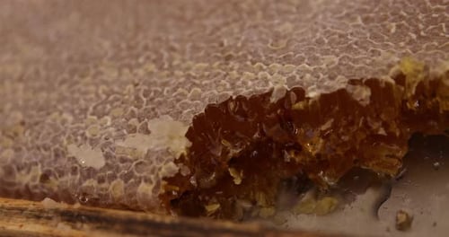 Closeup Shot Of Natural Honeycomb On A Frame From A Beehive.