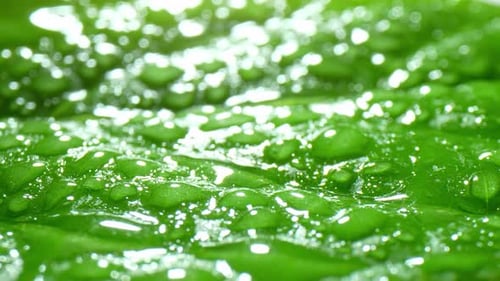 A close-up view of a green leaf covered in numerous water droplets.
