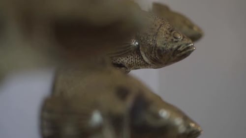 Golden Fish Metal Decoration Mounted on Wall