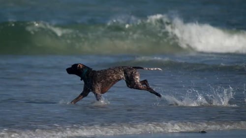 Dog running on the beach