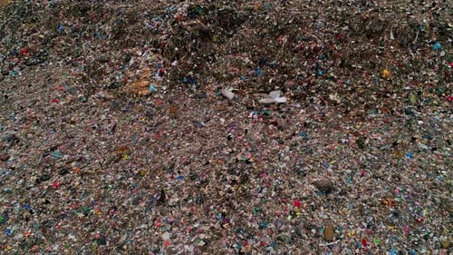 Struggle Of The Birds, Dump