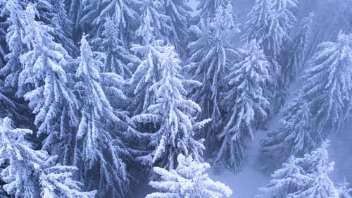 Pine Trees Covered in Frost in a Snowy Forest in Winter