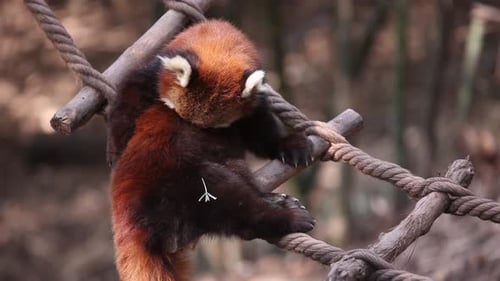 Red Panda Climbing on Rope Structure